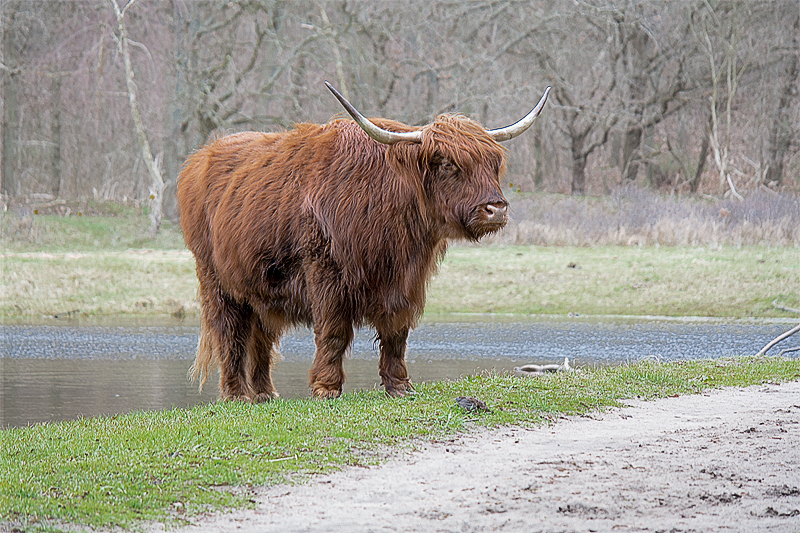 Holland 03 - 201520150401_04014188 als Smartobjekt-1 Kopie.jpg - In Naarden -  Spaziergang durch den nahegelegenen Wald - Und plötzlich das da - Wir waren richtig erschrocken als diese Riesenvieh vor uns stand. Der lies uns aber völlig cool an sich vorbeigehen. Anke krallte sich dabei an meinem Arm fest als würden wir an einem Tiger vorbei gehen